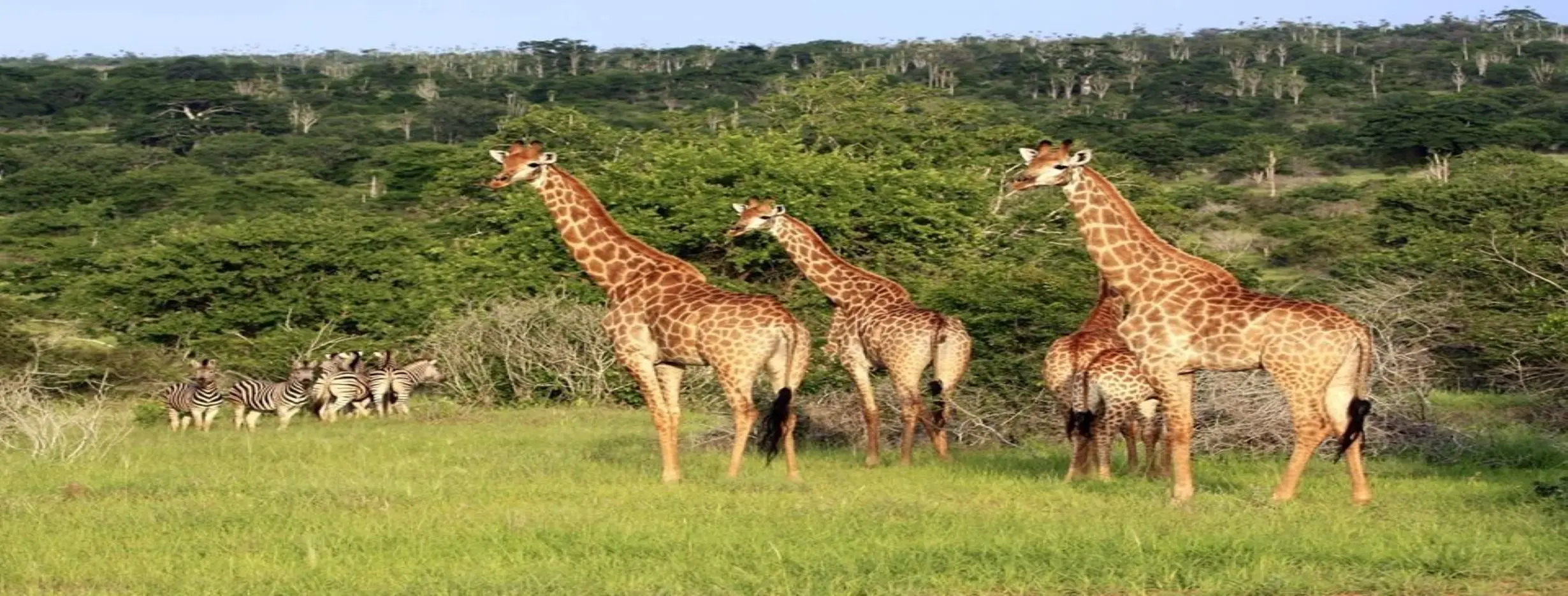 Image for Kissama National Park Safari